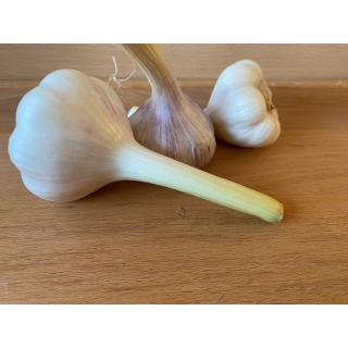 Knoblauch