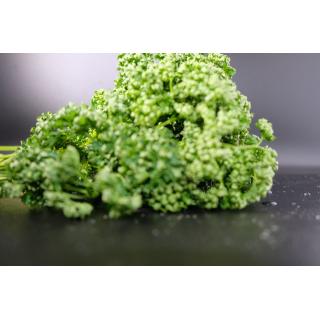 Petersilie kraus Kräutertopf