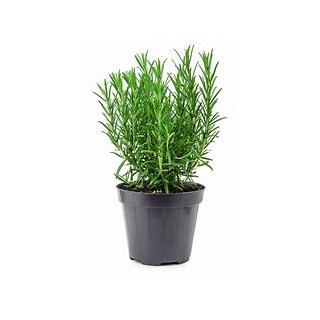 Rosmarintopf Kräuterpflanze