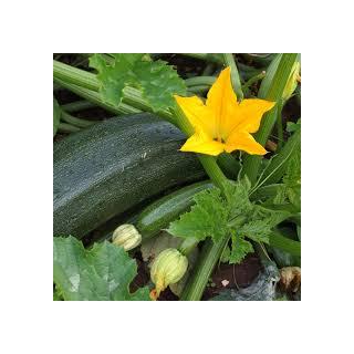 Zucchini grün