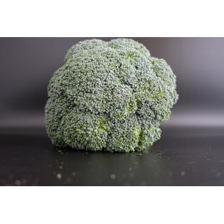 Broccoli