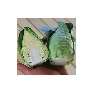 Spitzkraut